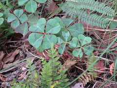 Oxalis tetraphylla