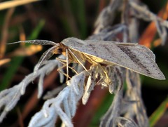Isturgia catalaunaria