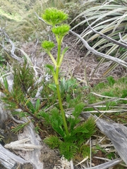 Aciphylla dissecta