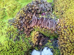 Hypodontium pomiforme