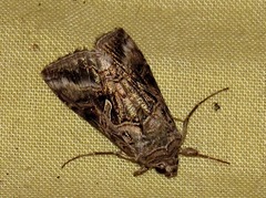 Cornutiplusia circumflexa