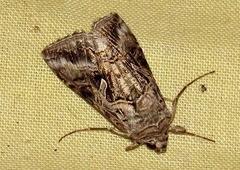 Cornutiplusia circumflexa