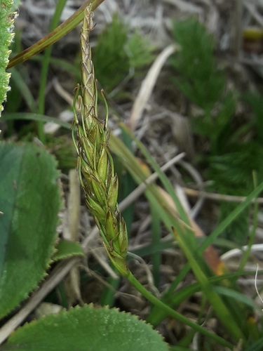 Carex astricta (Carex astricta)