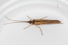 Limnephilus auricula