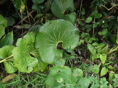 Farfugium japonicum japonicum