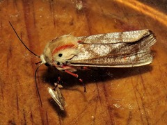 Teracotona submacula