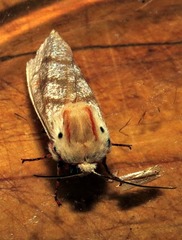 Teracotona submacula
