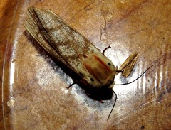 Teracotona submacula