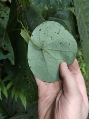 Stephania cephalantha