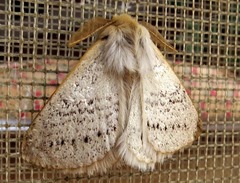 Phiala marshalli