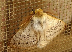 Phiala marshalli