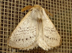 Phiala marshalli