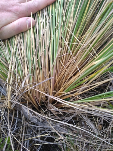 Image of Chionochloa pallens by (c) Leon Perrie, some rights reserved (CC BY)