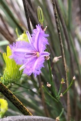 Thysanotus racemoides