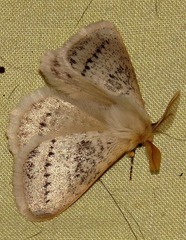 Phiala marshalli