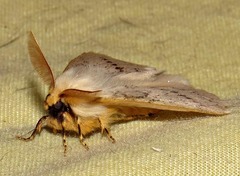 Phiala marshalli