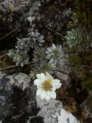 Leucogenes leontopodium