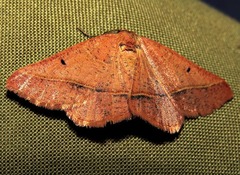 Drepanogynis chromatina