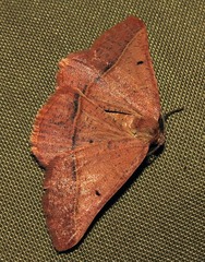 Drepanogynis chromatina