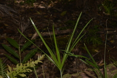 Cyperus filipes