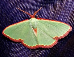 Heterorachis devocata devocata