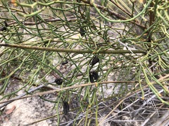 Daviesia brevifolia
