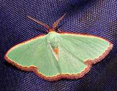 Heterorachis devocata devocata