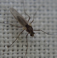 Chironomidae