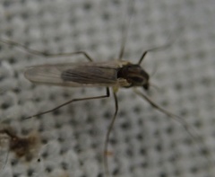 Chironomidae