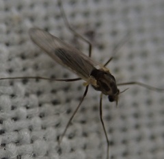 Chironomidae