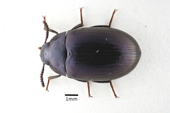 Platydema violacea