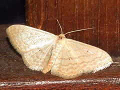 Scopula spoliata