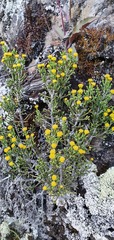 Helichrysum parvifolium