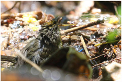 Basileuterus culicivorus