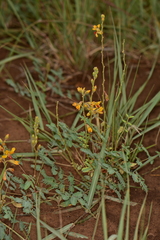 Caesalpinieae