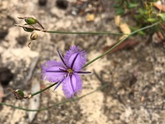 Thysanotus racemoides