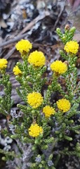 Helichrysum parvifolium