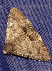 Pandesma robusta