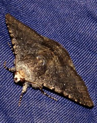 Pandesma robusta