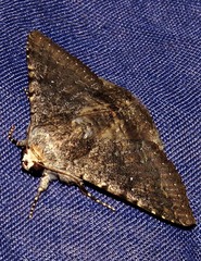 Pandesma robusta