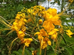 Caesalpinia
