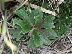 Ranunculus verticillatus