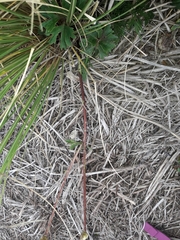 Ranunculus verticillatus