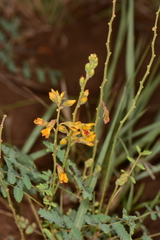 Caesalpinieae