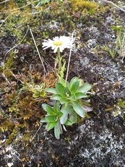 Celmisia hieraciifolia