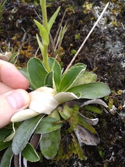 Celmisia hieraciifolia