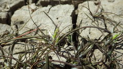 Amphibromus fluitans