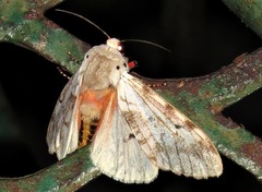 Teracotona submacula