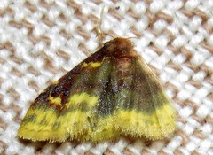 Syngatha argyropasta