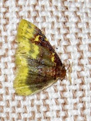 Syngatha argyropasta